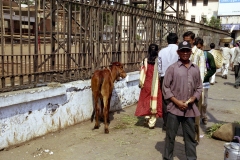 India-029